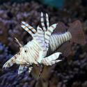 JBL MotionDeco Lionfish