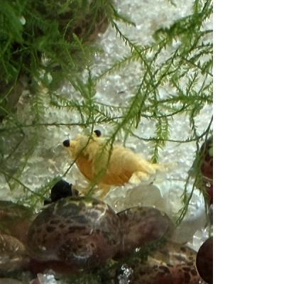 Gelbe/Orange Zwergarnele