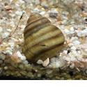 Sumpfdeckelschnecke