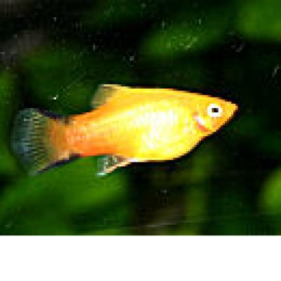 Platy