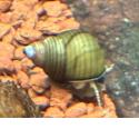 Pianoschnecke / Pinselalgen-Schnecke