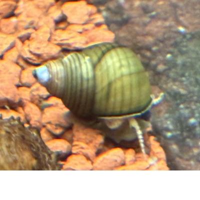 Pianoschnecke / Pinselalgen-Schnecke