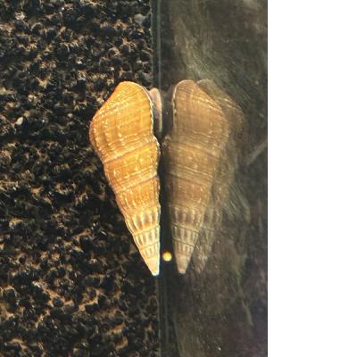 Herkules Turmdeckelschnecke