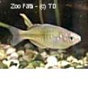 Regenbogenfisch - Boesmani