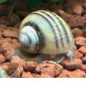 Tigerturmdeckelschnecke