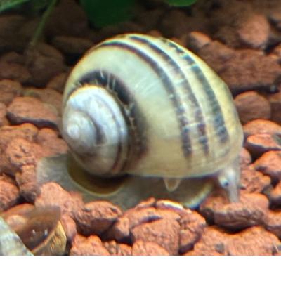 Tigerturmdeckelschnecke