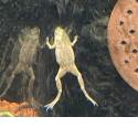 Zwergkrallenfrosch
