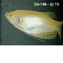Fadenfisch - gold