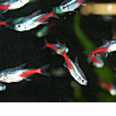 Neon Tetra