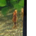 Antennenwels orange/rot