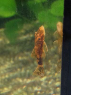 Antennenwels orange/rot