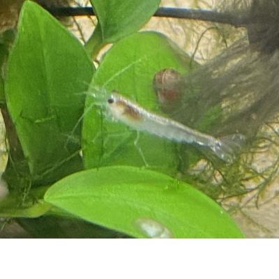 Amano *Snow White* Algengarnele