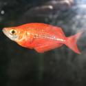 Regenbogenfisch - Lachsrot