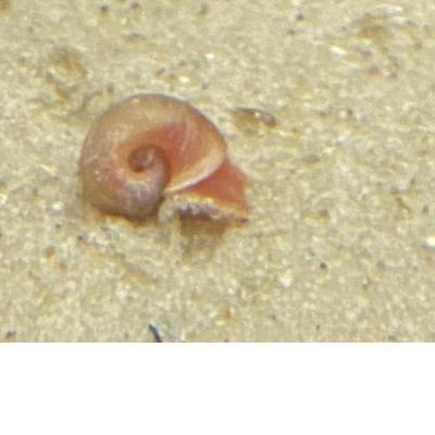 Posthornschnecke Fancy Mix