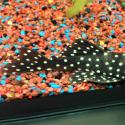 L142/LDA33 Snowball Pleco