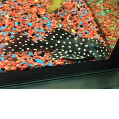 L142/LDA33 Snowball Pleco