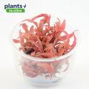 Cryptocoryne albida *Red*