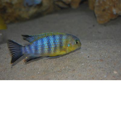 Tropheus spec. kirondo blue blaze