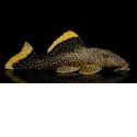 Orangesaum Pleco L081