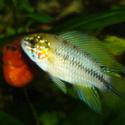 Opal Apistogramma