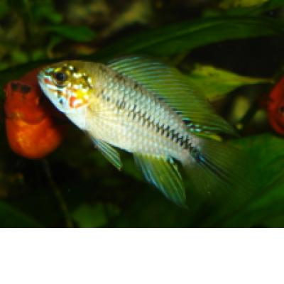 Opal Apistogramma