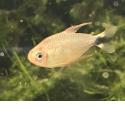 Procyon Salmler