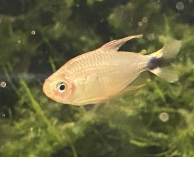 Procyon Salmler